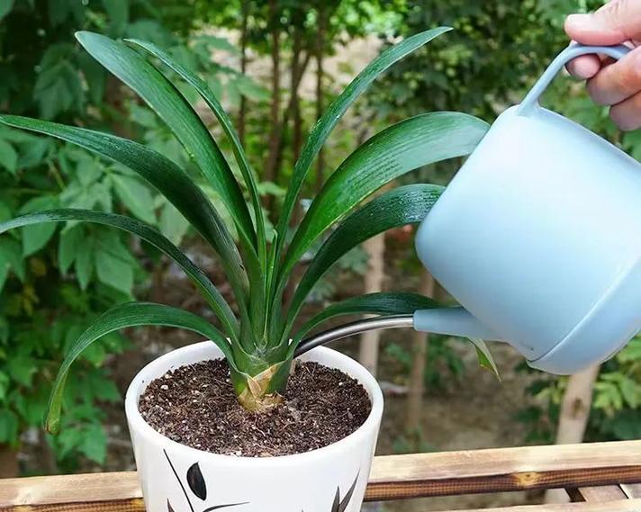 君子兰种植后多久发新芽？