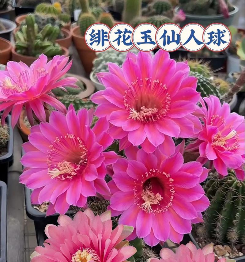 仙人球开花的条件是什么？