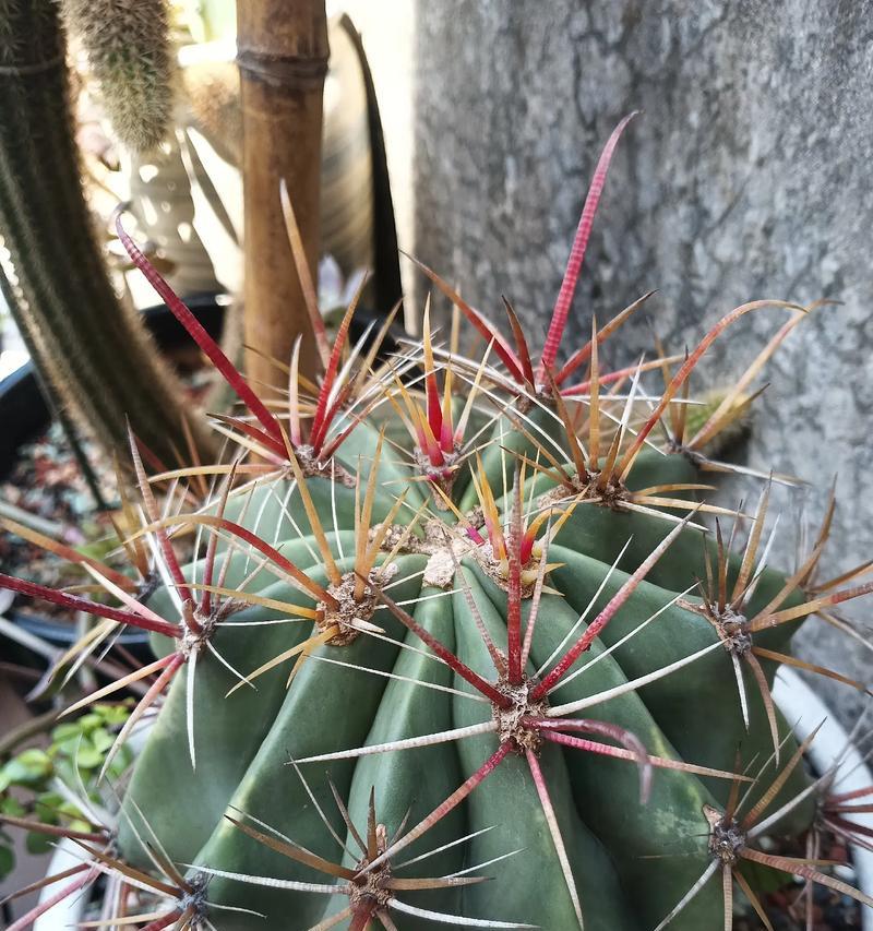 仙人球刺多但不开花的原因是什么？如何解决？
