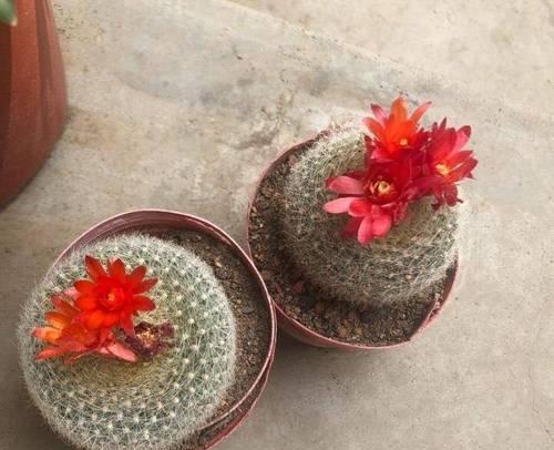 仙人球刺多但不开花的原因是什么？如何解决？