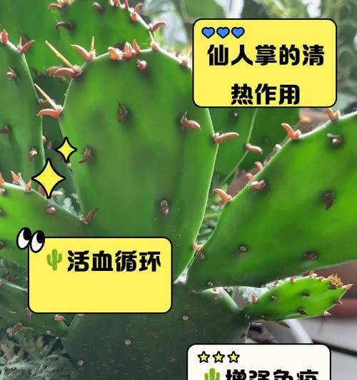 仙人掌修剪的最佳方法是什么?如何修剪仙人掌使其更美观?