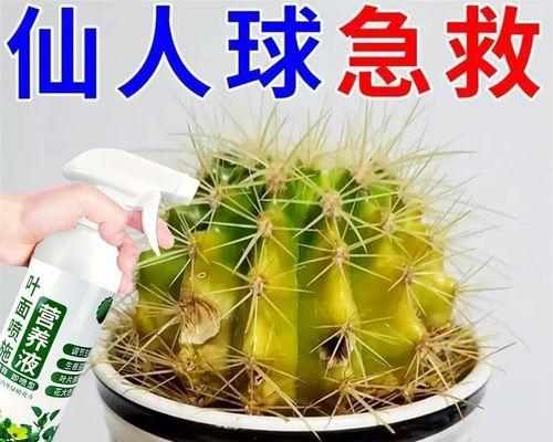 仙人掌花卉使用肥料好吗？如何正确使用肥料？