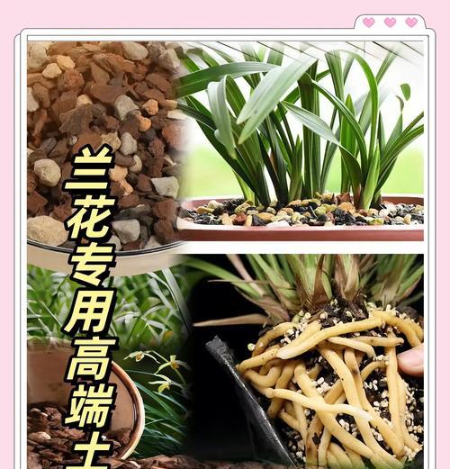 北京地区君子兰的适宜土壤类型是什么？如何配制？