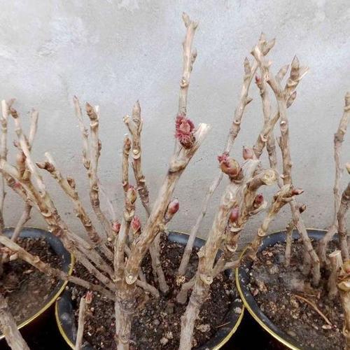 如何自己动手养殖牡丹花？