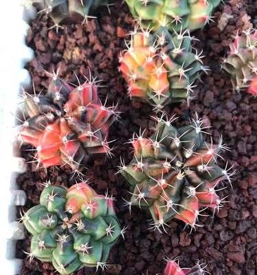 仙人球丽蛇冬天开花的条件是什么？