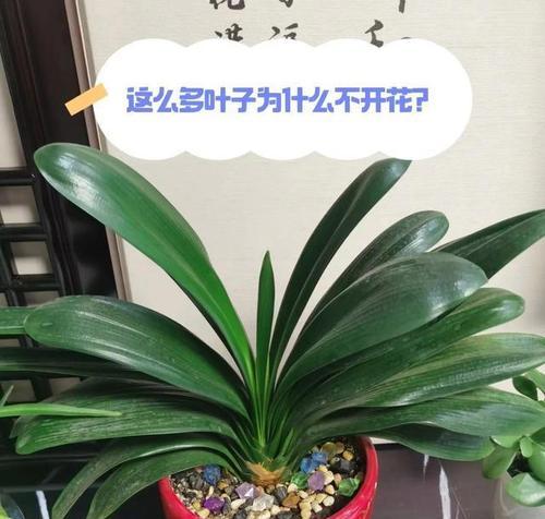 血兰君子兰开花的秘诀是什么？如何正确养护以促其开花？
