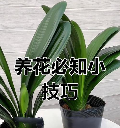 血兰君子兰开花的秘诀是什么？如何正确养护以促其开花？