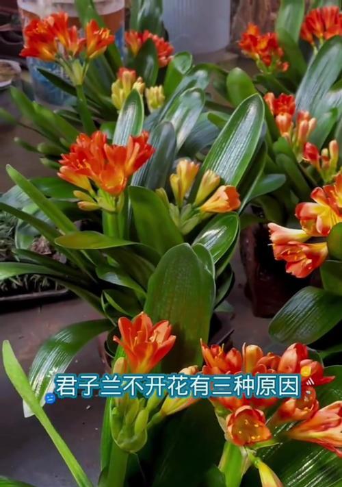 血兰君子兰开花的秘诀是什么？如何正确养护以促其开花？