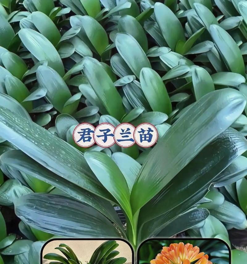 君子兰种子出芽率如何提高？出芽后如何护理？