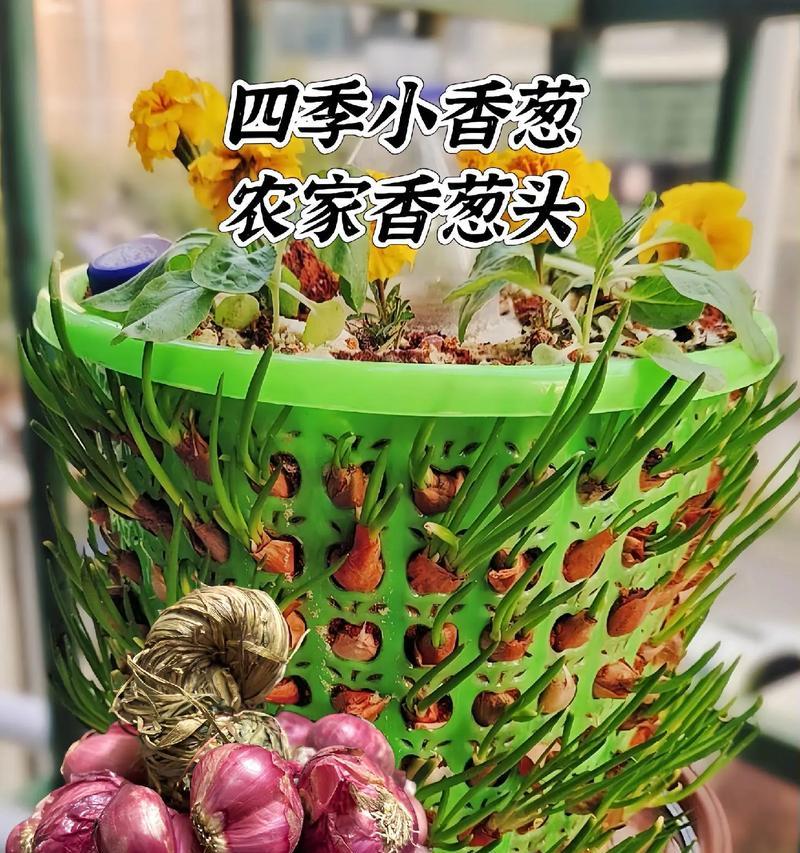 君子兰种子出芽率如何提高？出芽后如何护理？