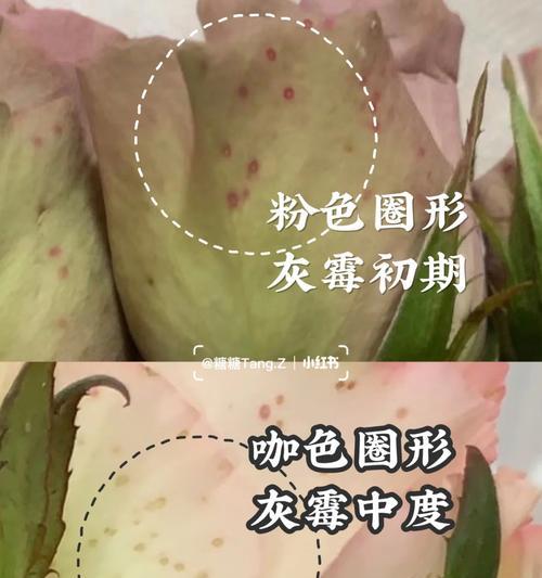 玫瑰花发黄的原因是什么？如何防止玫瑰花发黄？
