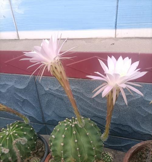 哪种仙人球的开花期特别短？