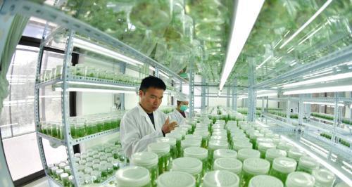 玫瑰花组培技术要点有哪些？如何成功进行玫瑰花组培？