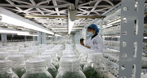 玫瑰花组培技术要点有哪些？如何成功进行玫瑰花组培？