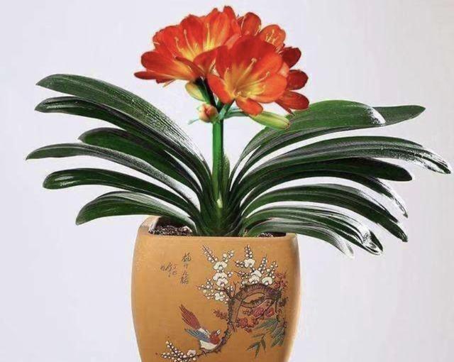 苔藓球在君子兰养护中的作用？