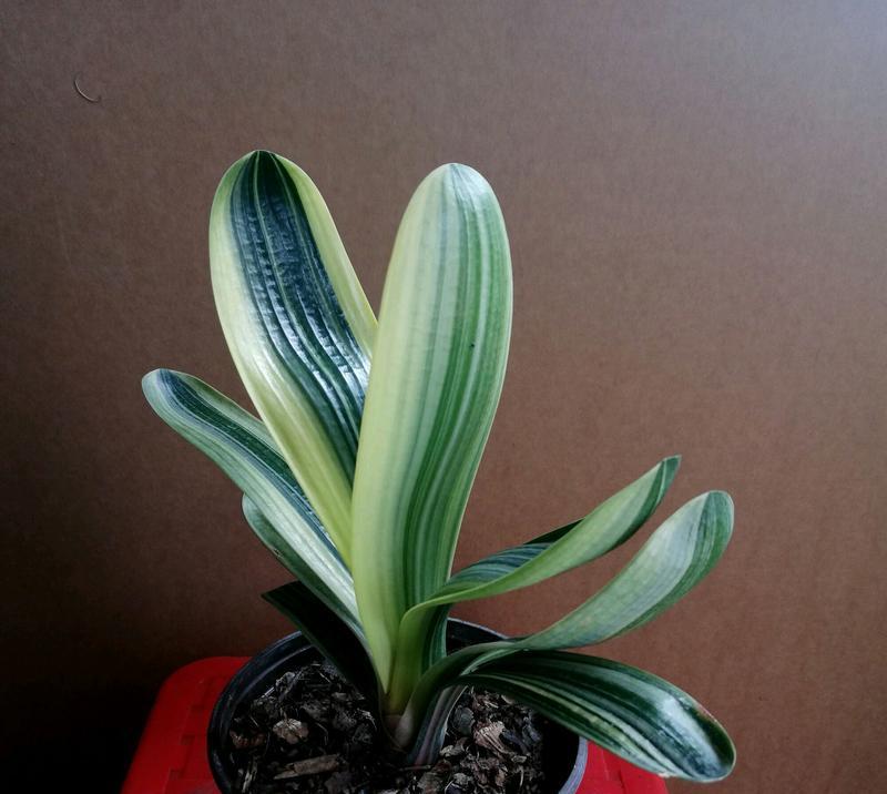 苔藓球在君子兰养护中的作用？