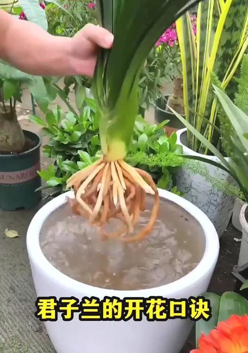 自然条件下君子兰如何养护才能开花？