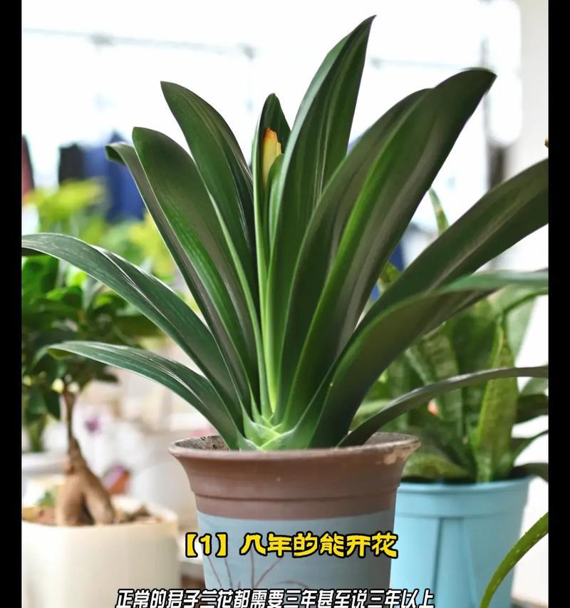 自然条件下君子兰如何养护才能开花？