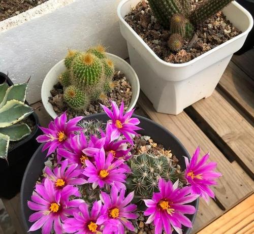 土天鹅仙人球开花养护秘诀？