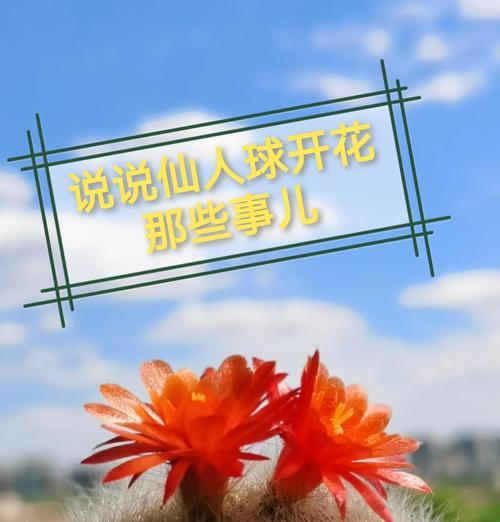 土天鹅仙人球开花养护秘诀？