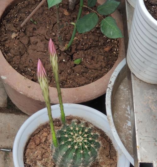 自己种植的仙人掌开花后该如何处理？