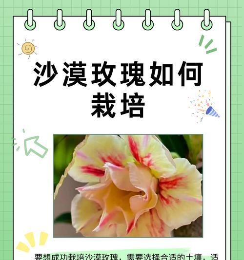 玫瑰花种植方法有哪些技巧？
