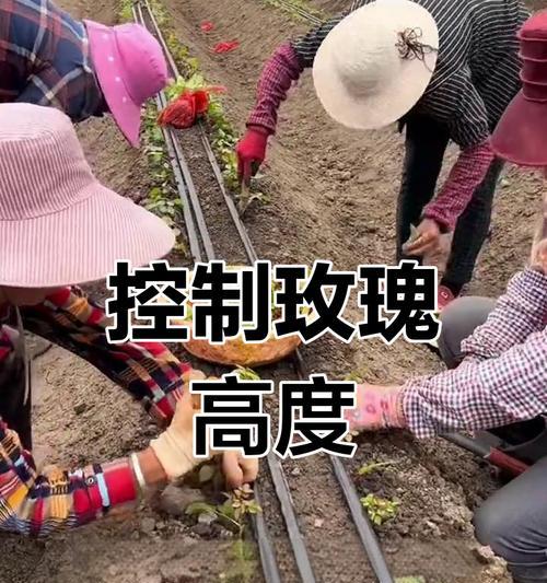 玫瑰花种植方法有哪些技巧？