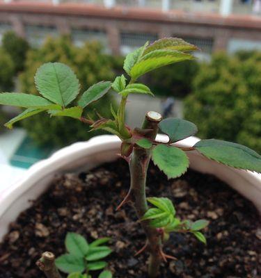 水瓶种植玫瑰花需要注意哪些问题？