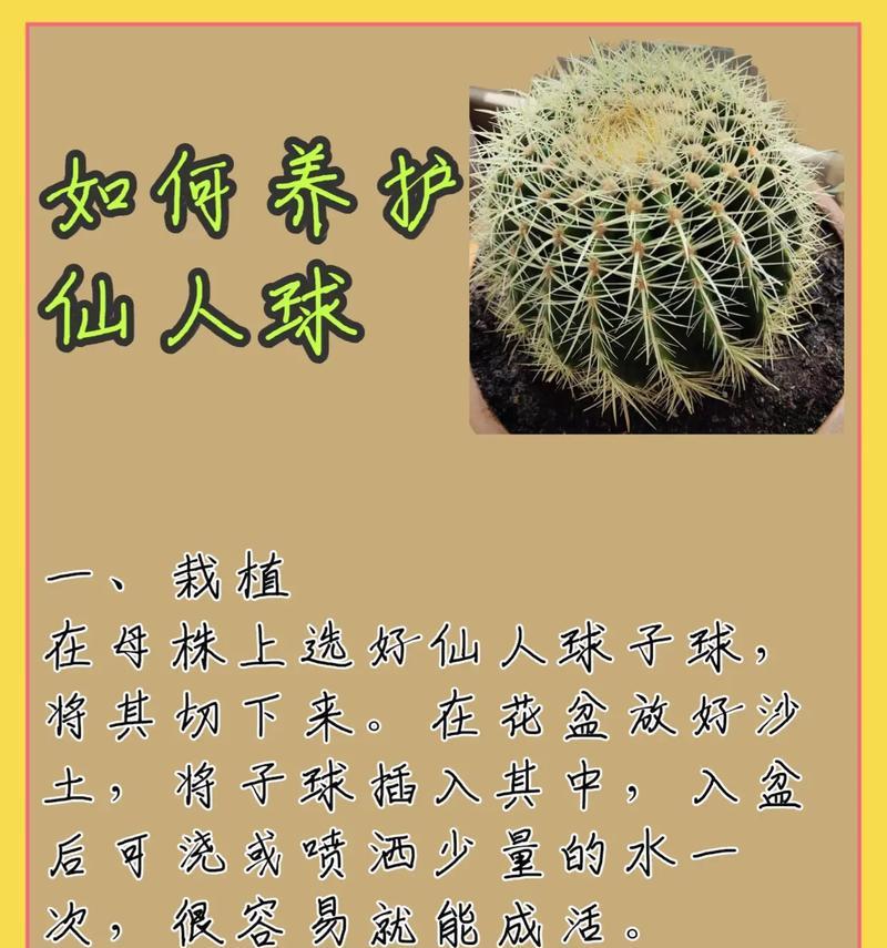 仙人球鸾凤玉好养吗？正确的养护方法是什么？