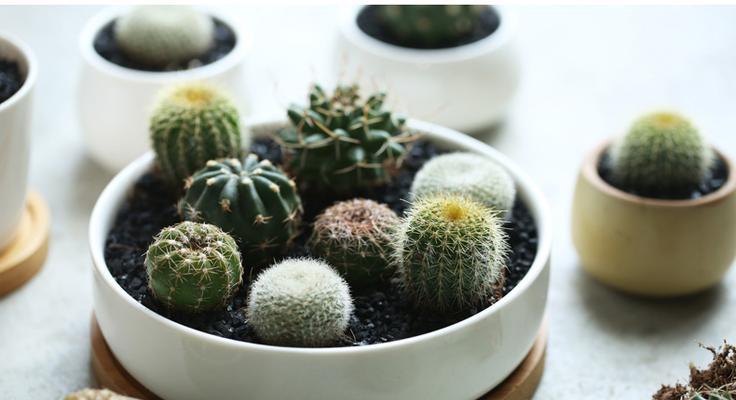 楼房内如何养护仙人球植物？仙人球适合室内环境吗？