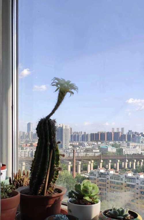 楼房内如何养护仙人球植物？仙人球适合室内环境吗？