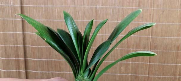 君子兰爆芽的秘诀是什么？