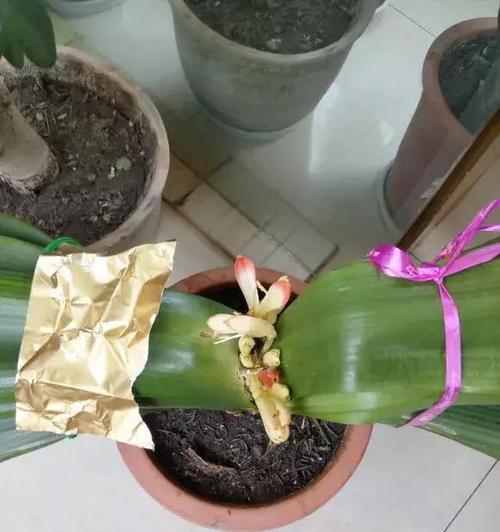 君子兰开花前剑拔不出的原因是什么？