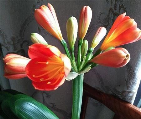 君子兰开花前剑拔不出的原因是什么？