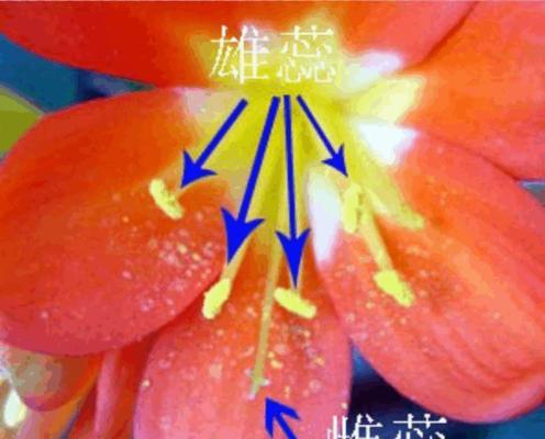 君子兰开花前剑拔不出的原因是什么？
