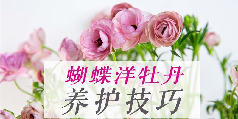 牡丹花的养护技巧有哪些？
