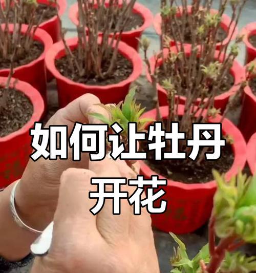 牡丹花的养护技巧有哪些？