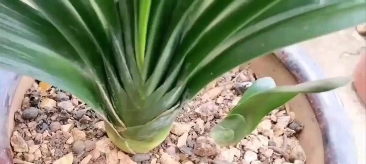 君子兰带盆养护要点是什么？浇水频率和量如何掌握？