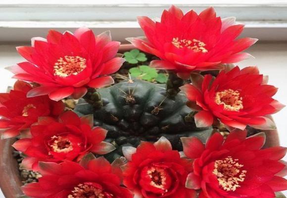红花蓝仙人球养护要点是什么？如何管理才能长得更好？