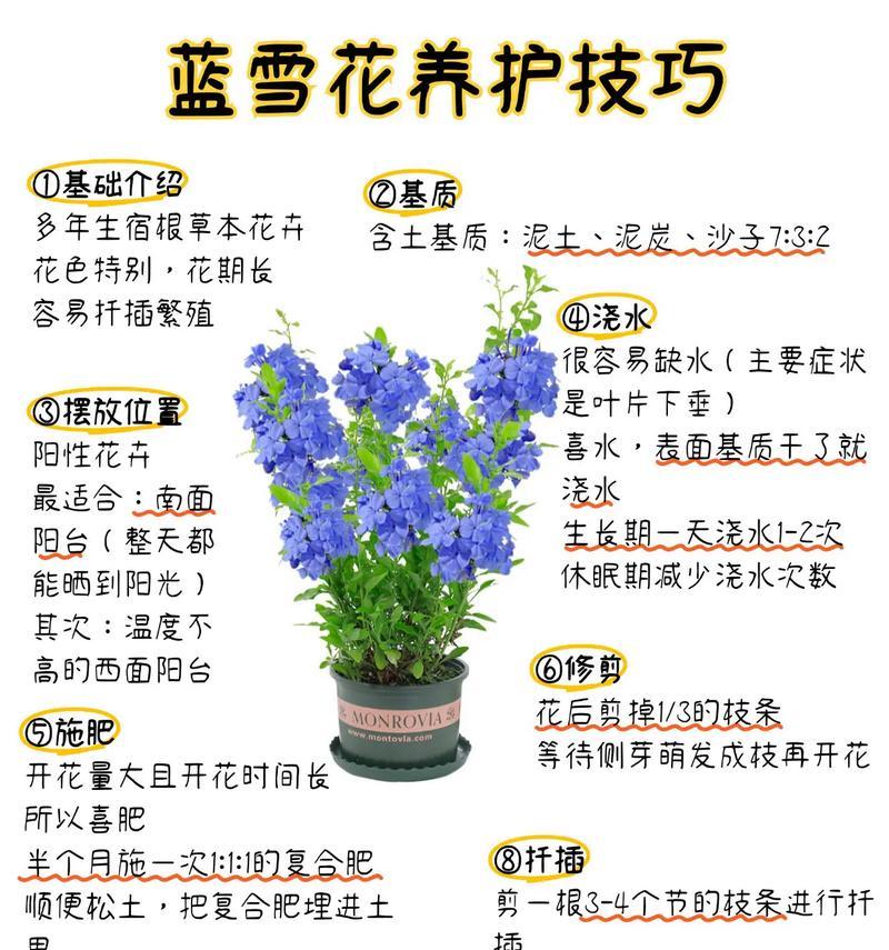 红花蓝仙人球养护要点是什么？如何管理才能长得更好？