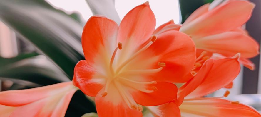 君子兰开花前为何不挺直？