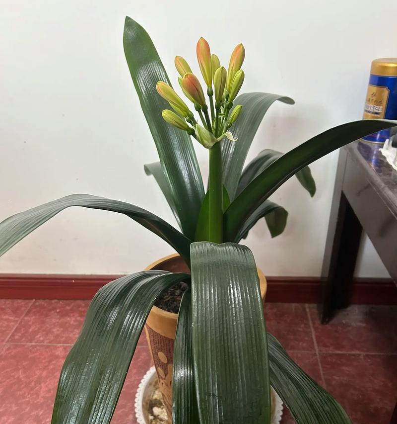 君子兰开花前为何不挺直？