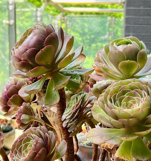 种植好的仙人球盆栽怎么浇水？浇水方法是什么？