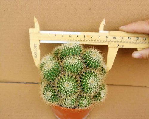 种植好的仙人球盆栽怎么浇水？浇水方法是什么？