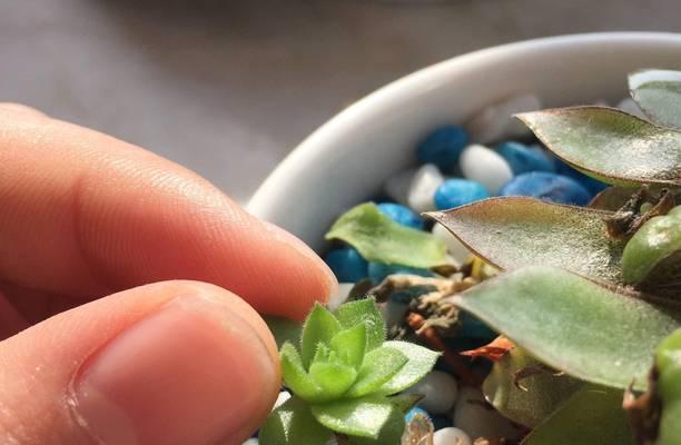 种植好的仙人球盆栽怎么浇水？浇水方法是什么？