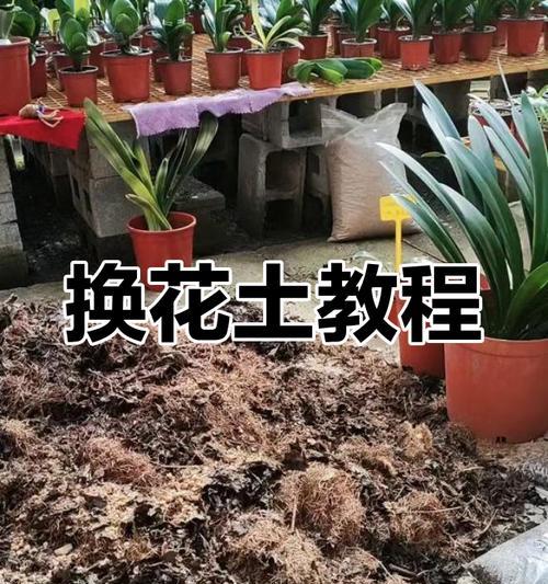 君子兰换土后多久可以见光？如何养护？