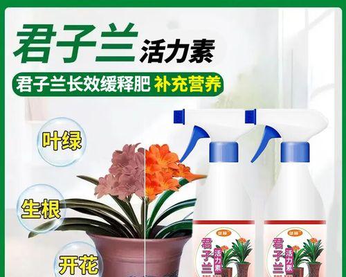 君子兰叶尖黄化怎么办？需要补充哪些肥料？