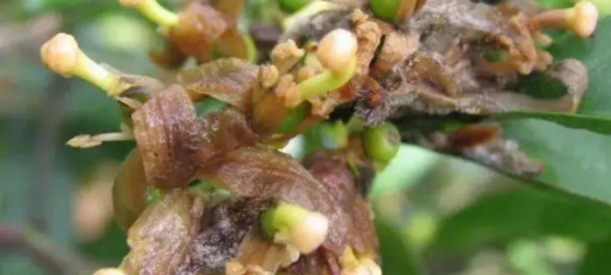 玫瑰花碎片种植方法有哪些？