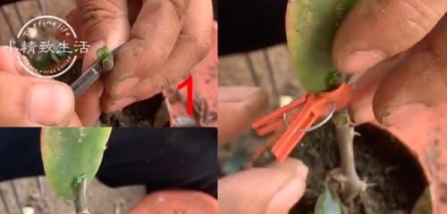 仙人掌歪了修剪方法和注意事项是什么？