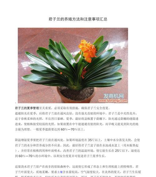 小棵君子兰如何修剪？修剪过程中需要注意什么？